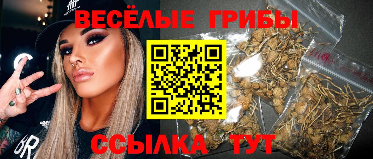 наркотики  Сыктывкар  Галлюциногенные грибы MAGIC MUSHROOMS  Псилоцибиновые грибы Psilocybe 